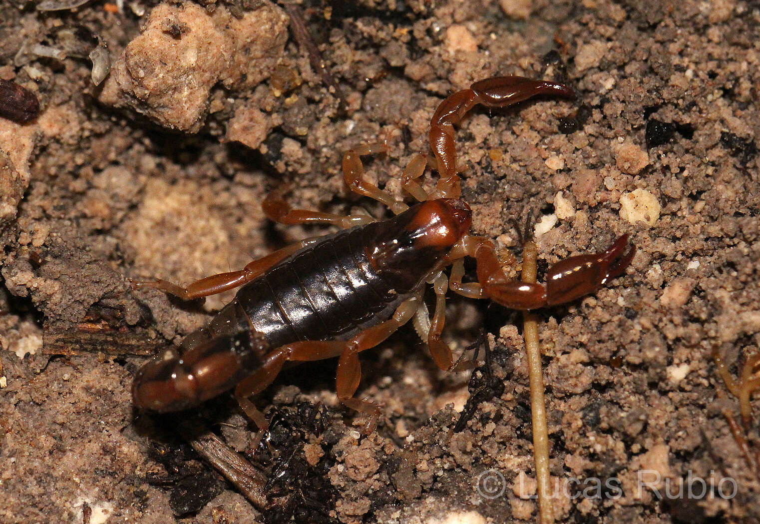 Image of Bothriurus bonariensis (C. L. Koch 1842)