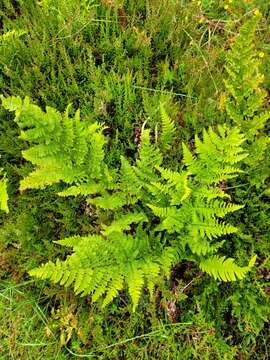 Image of hay-scented buckler-fern