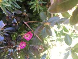 Image of Kalmia microphylla (Hook.) A. Heller