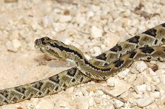 Image of Yucatan Neotropical Rattlesnake