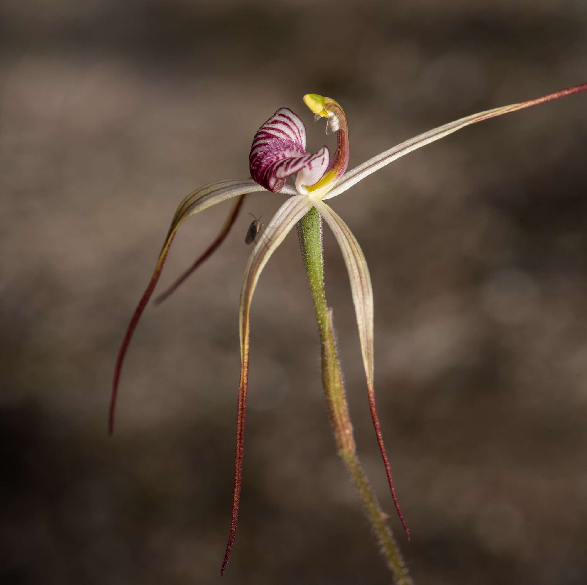 Image of Drooping spider orchid