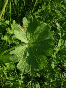 Image of hedgerow geranium