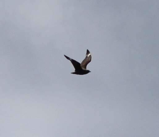 Image of South Polar Skua