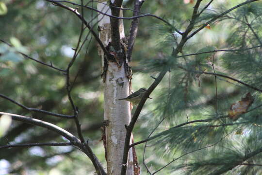 Image of Black-throated Blue Warbler