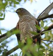 Imagem de Accipiter chilensis Philippi & Landbeck 1864