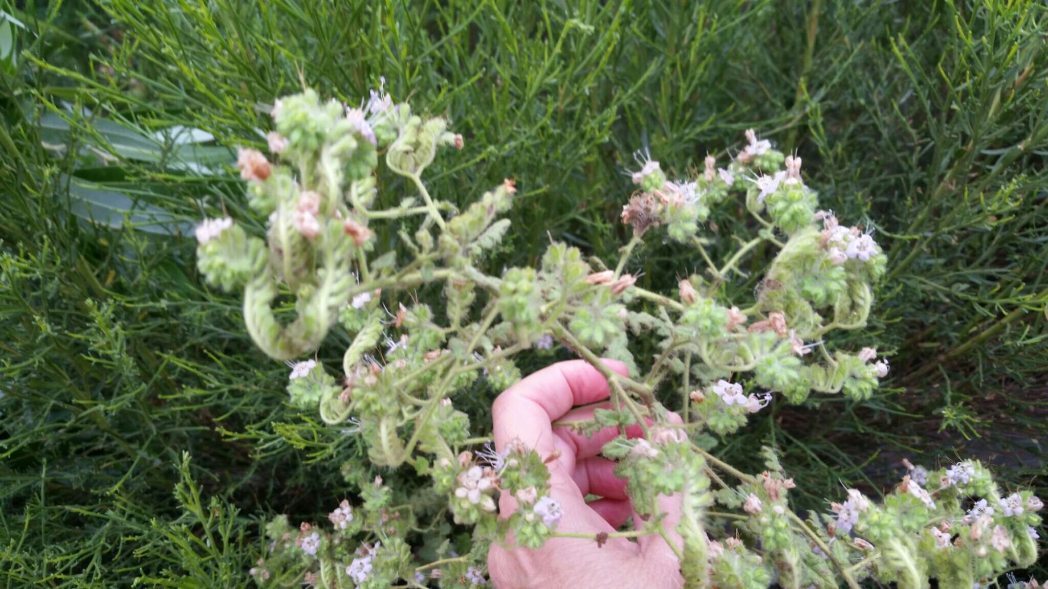 Image de Phacelia ramosissima var. latifolia (Torr.) A. Cronquist