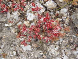 Image of Crassula thunbergiana subsp. thunbergiana