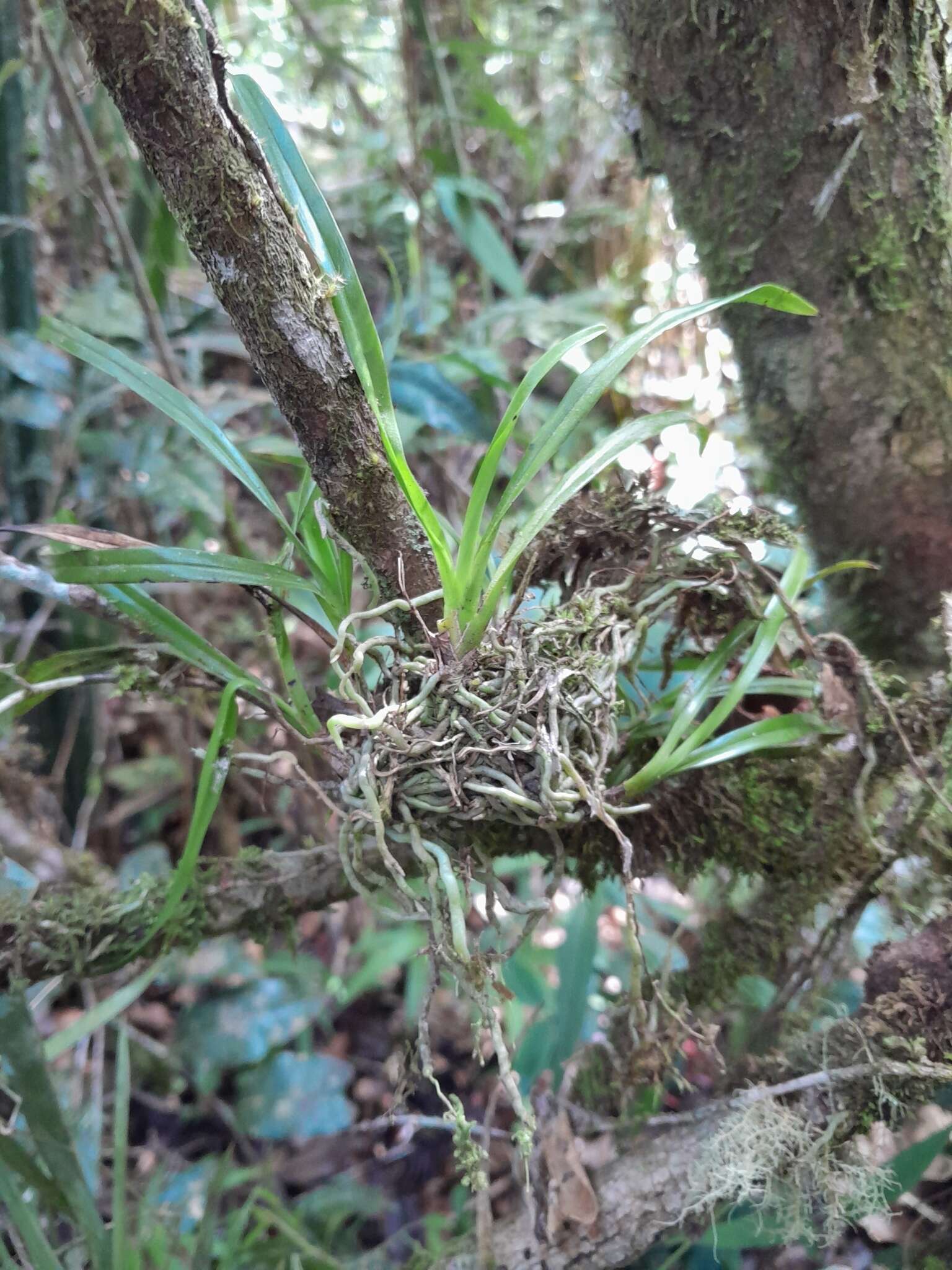 Imagem de Aeranthes nidus Schltr.