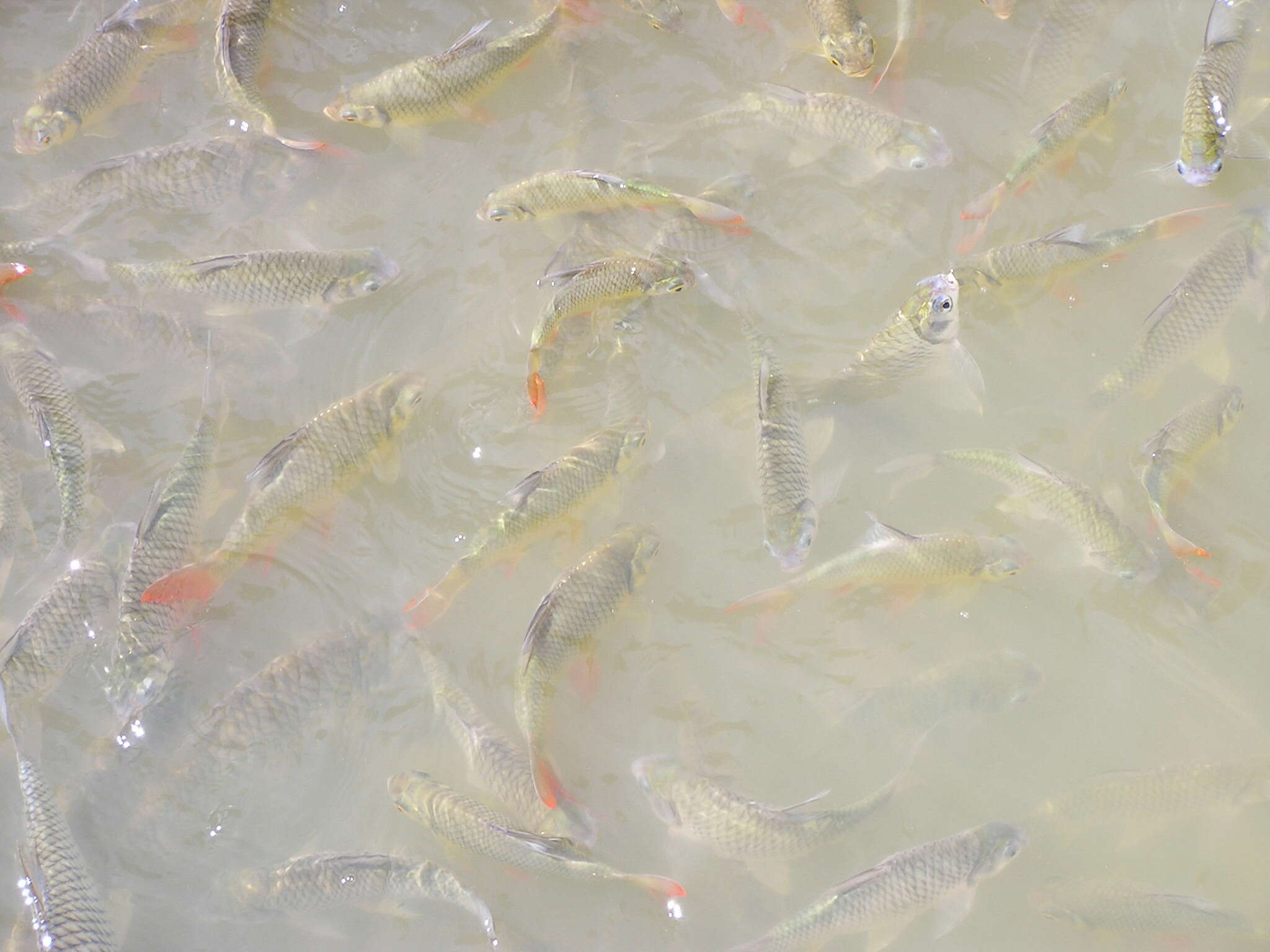 Image of Red-tail Tinfoil Barb