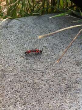 Image of Red bug