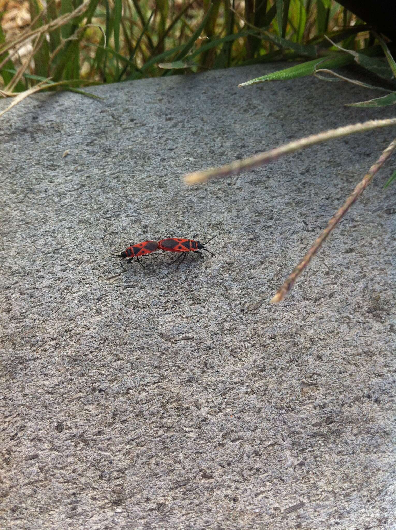 Image of Red bug