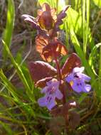 Image of Glechoma hederacea L.