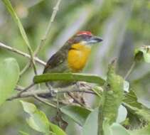 Image of Scarlet-crowned Barbet