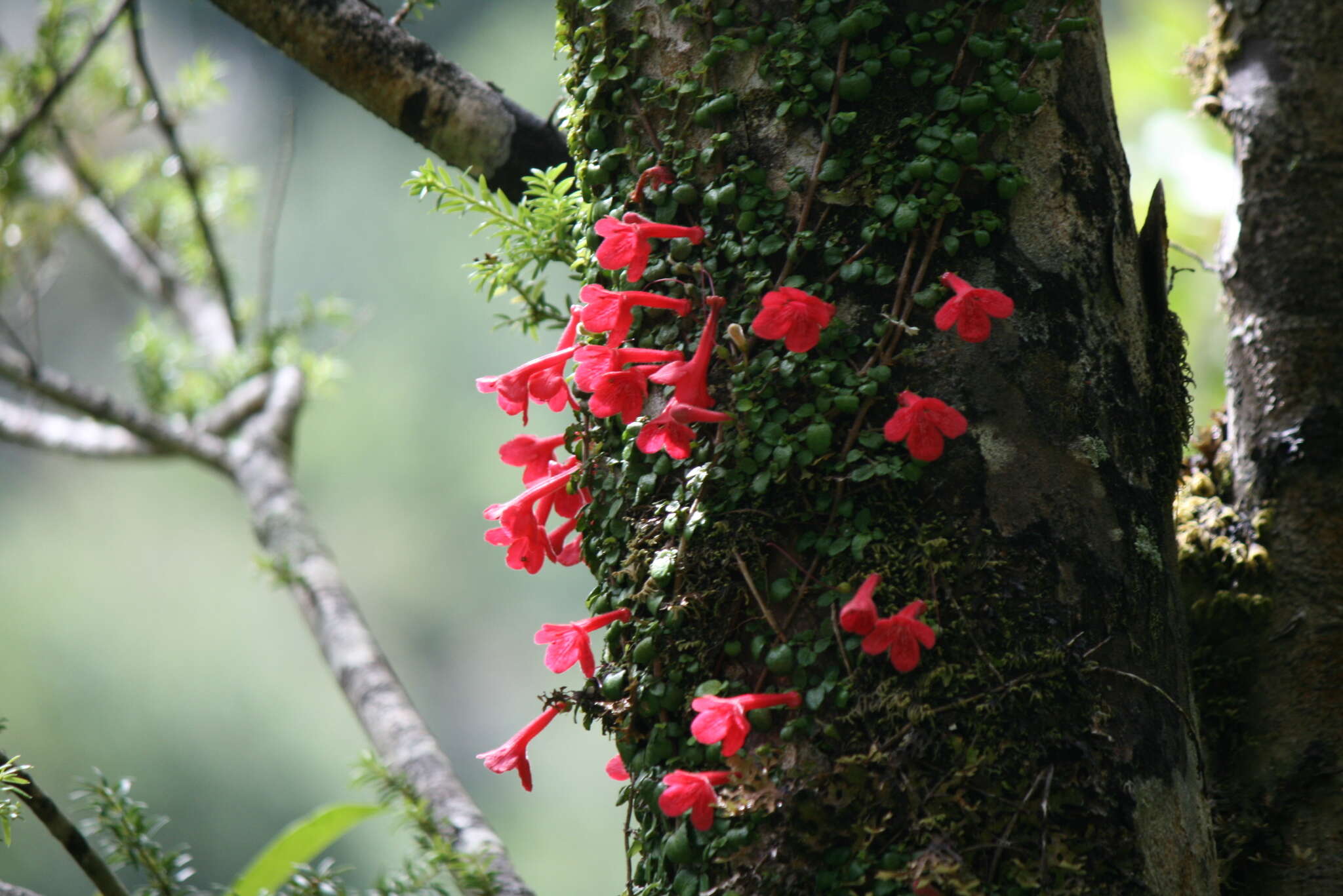 Imagem de Asteranthera ovata (Cav.) Hanst.