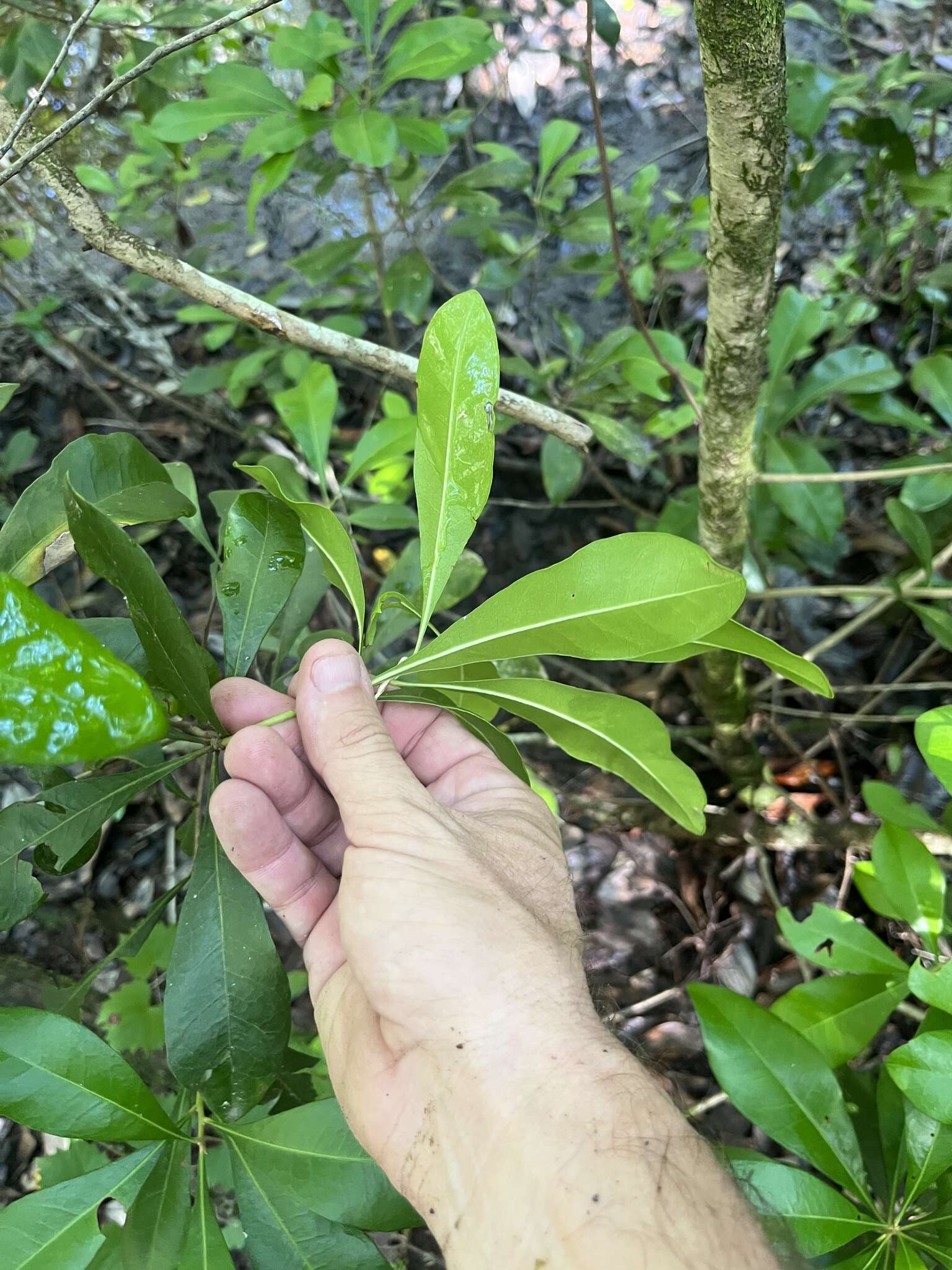 Image of Odorless Bayberry