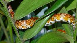 Image of Corn Snake