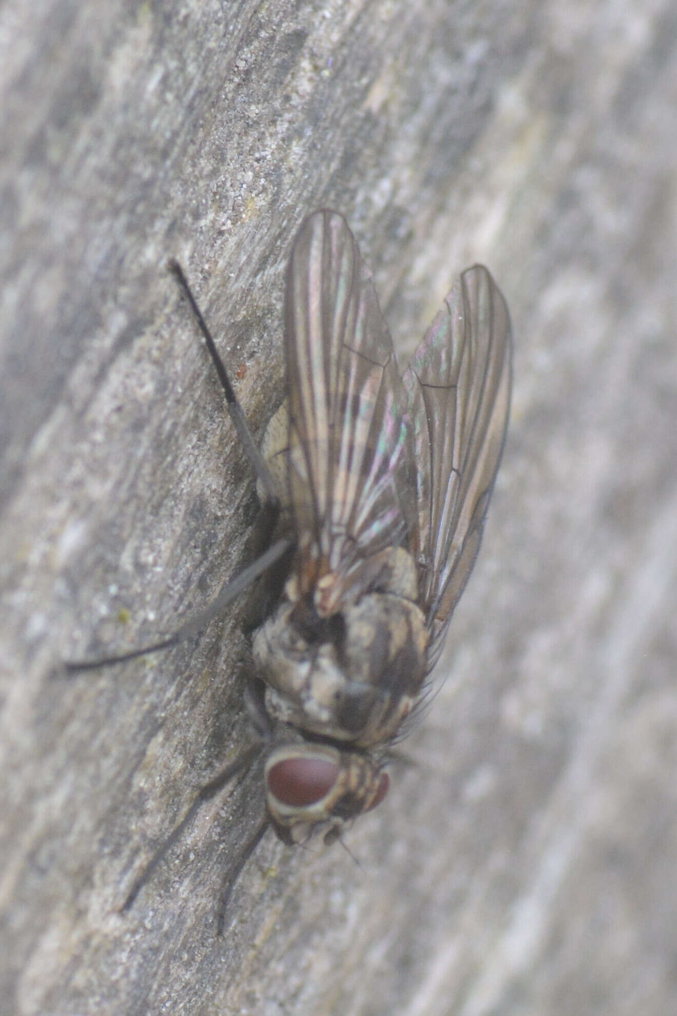 Image of Limnophora maculosa (Meigen 1826)