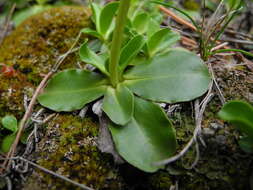 Gentiana ligustica R. de Vilmorin & Chopinet的圖片