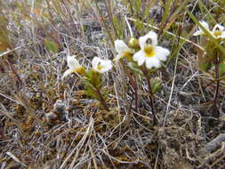 Image of Euphrasia laingii Petrie