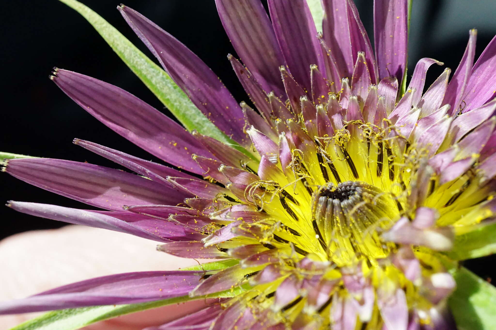 Image of remarkable goatsbeard