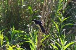 Image of Tropical Boubou