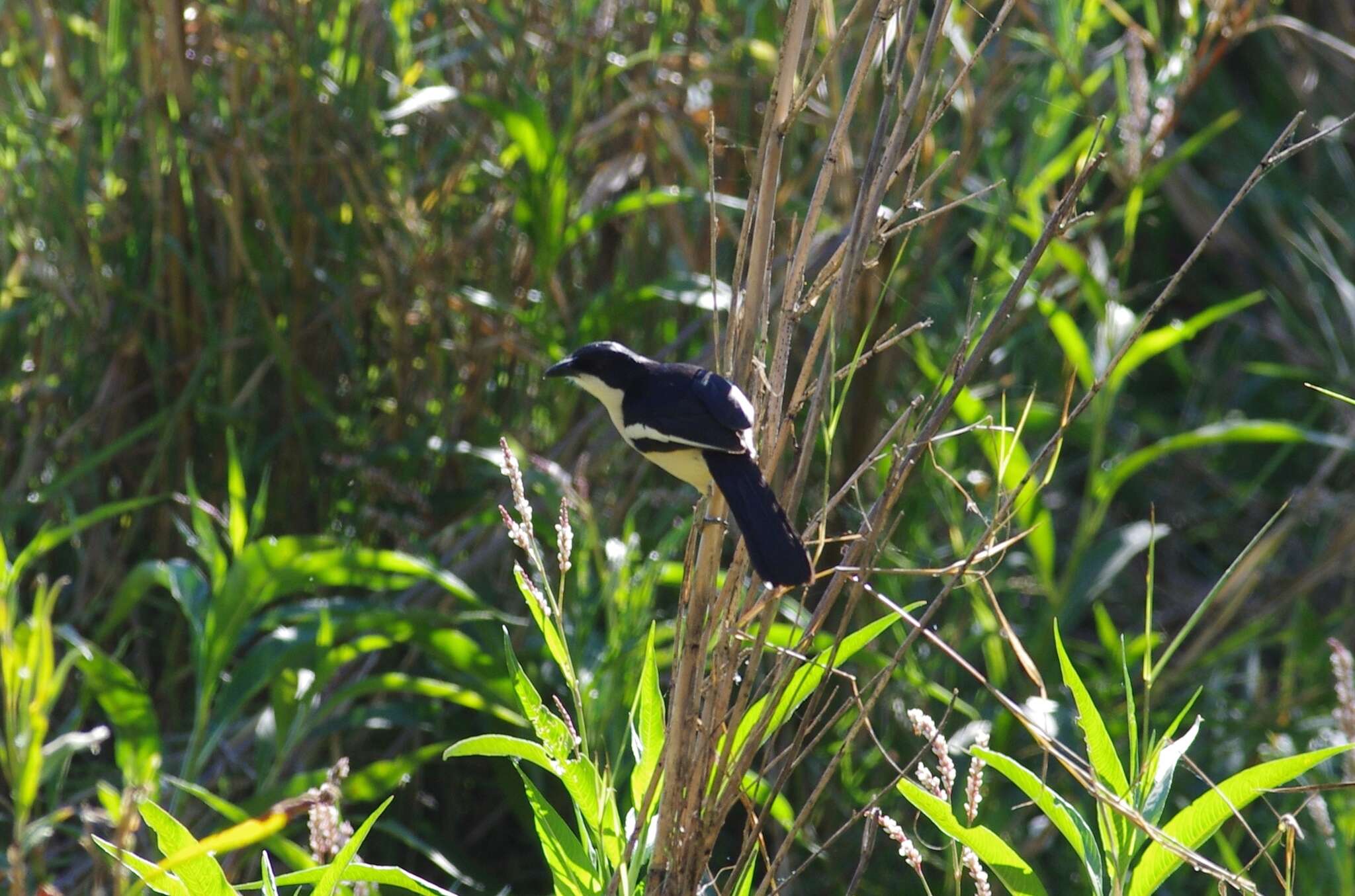 Image of Tropical Boubou