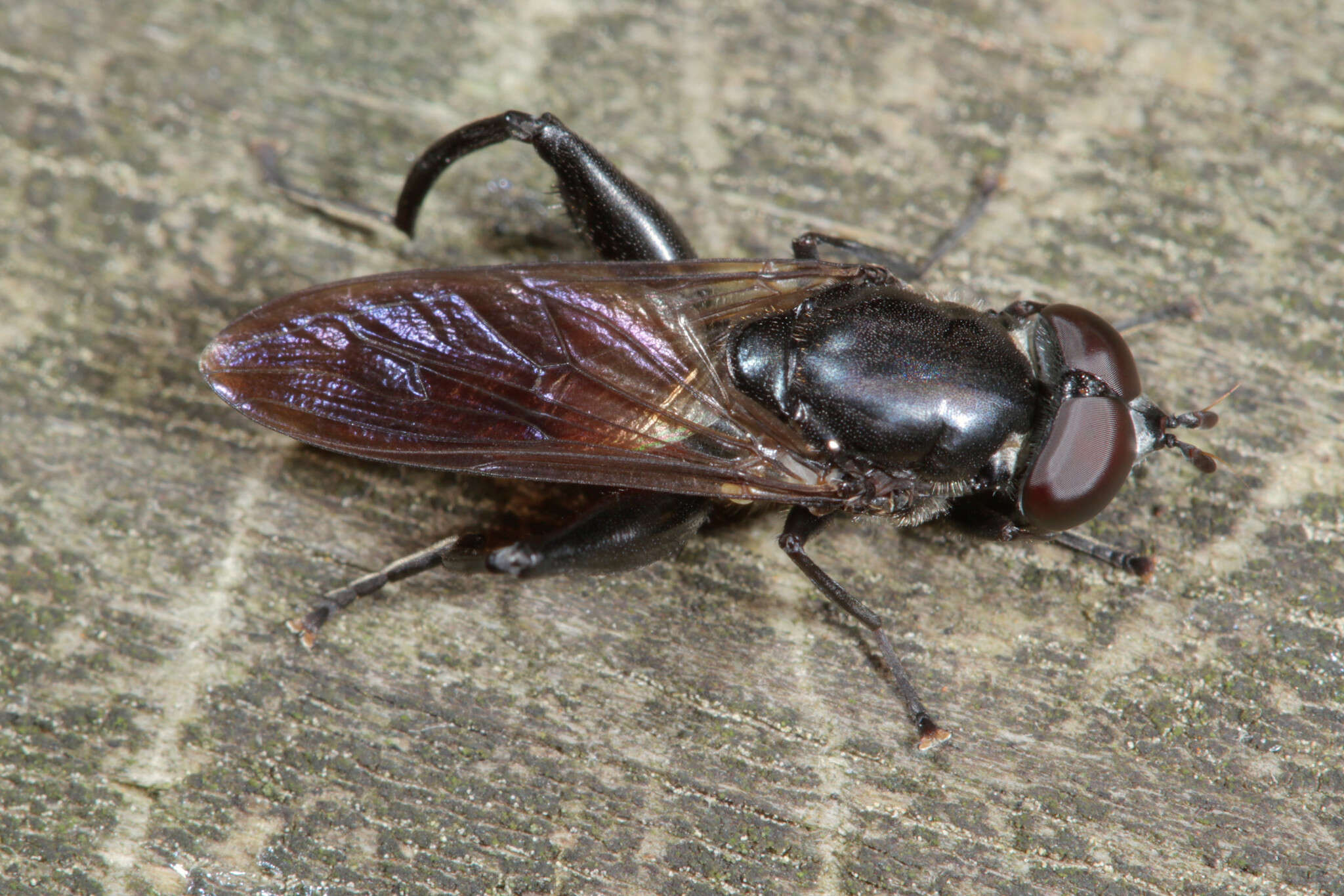 Image of Chalcosyrphus piger (Fabricius 1794)