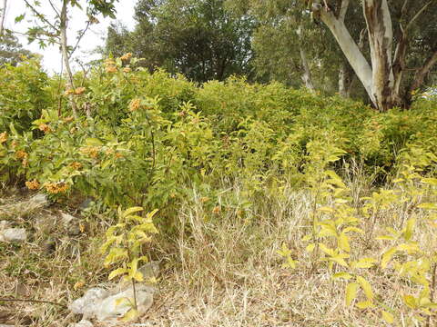 Image of Solanum argentinum Bitter & Lillo