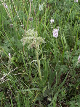 Image of Arnebia euchroma subsp. euchroma