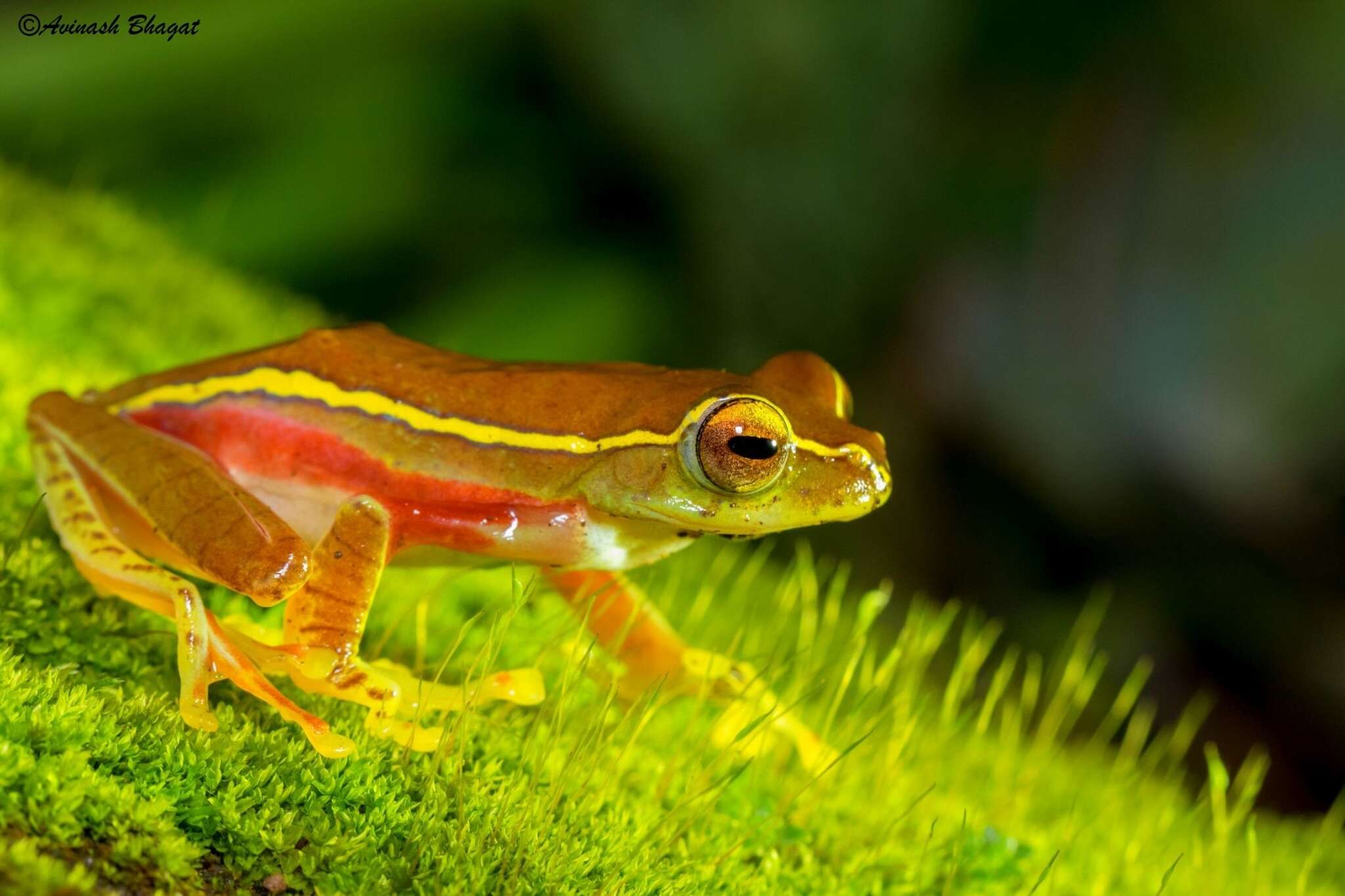 Image of Boulenger's Tree Frog