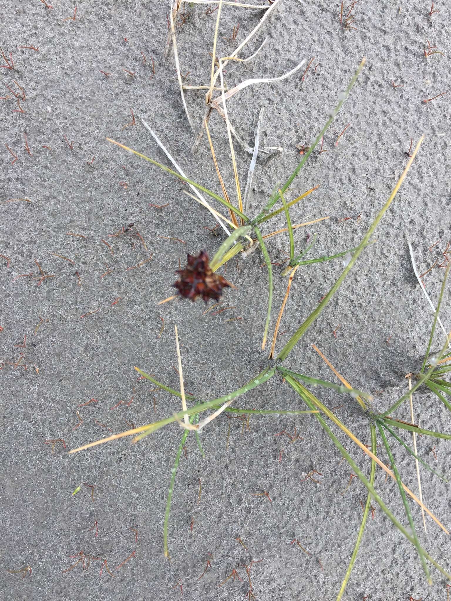 Image of curved sedge