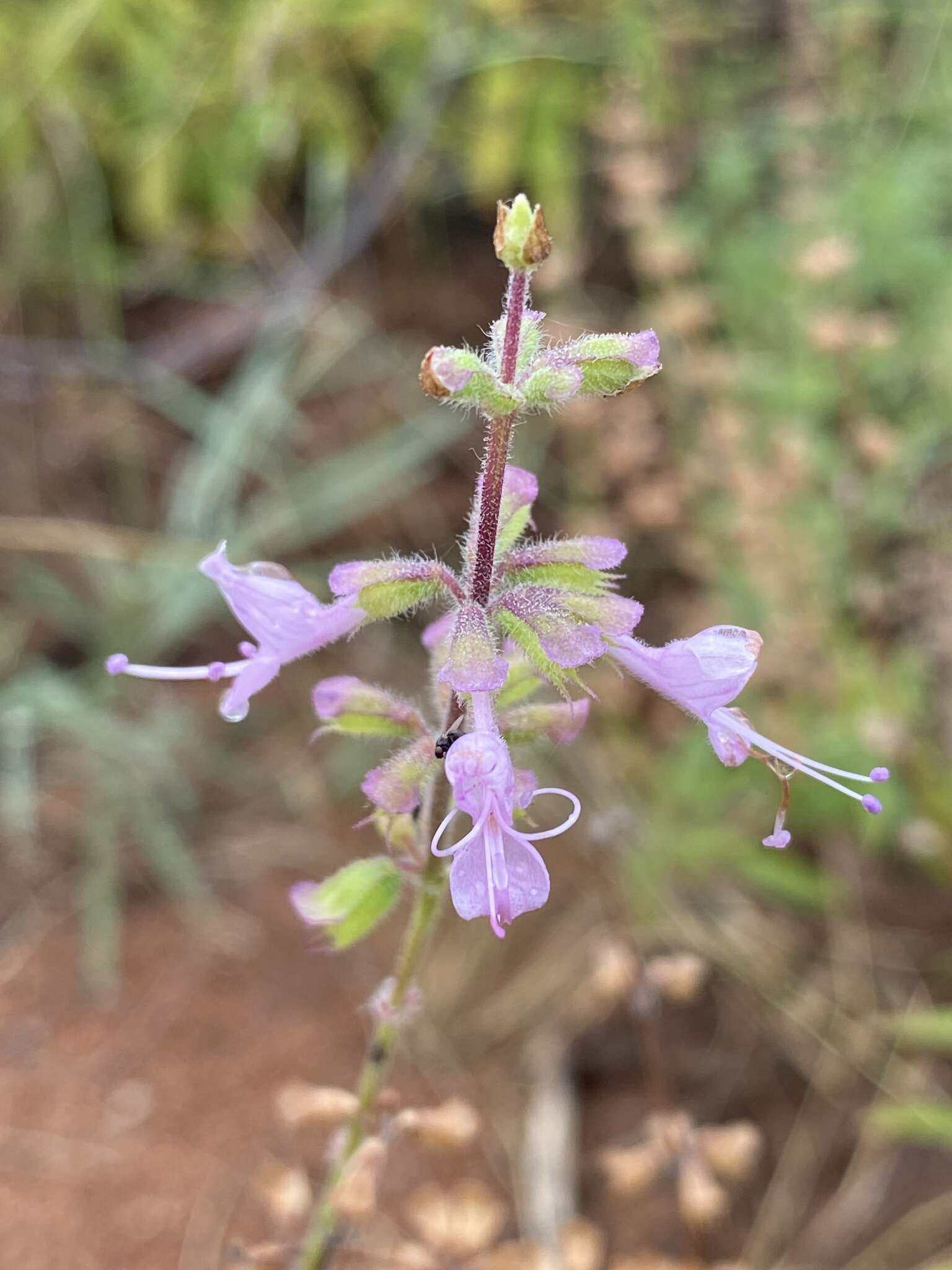 Imagem de Syncolostemon canescens (Gürke) D. F. Otieno