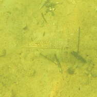 Image of Banded Toadfish