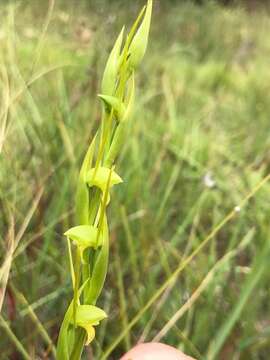 Image of Bird's-mouth orchid