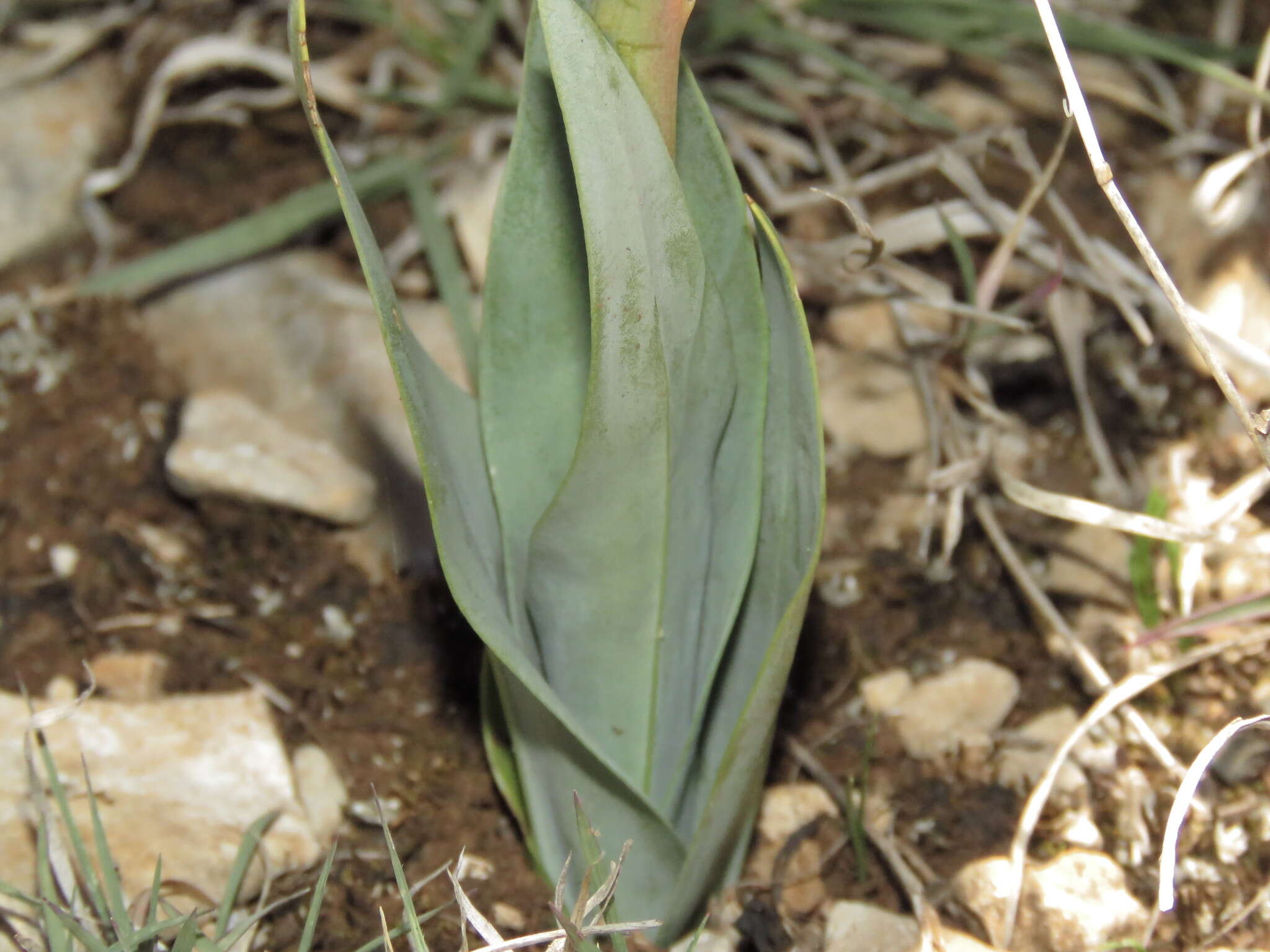 Image of Dichromanthus yucundaa Salazar & García-Mend.