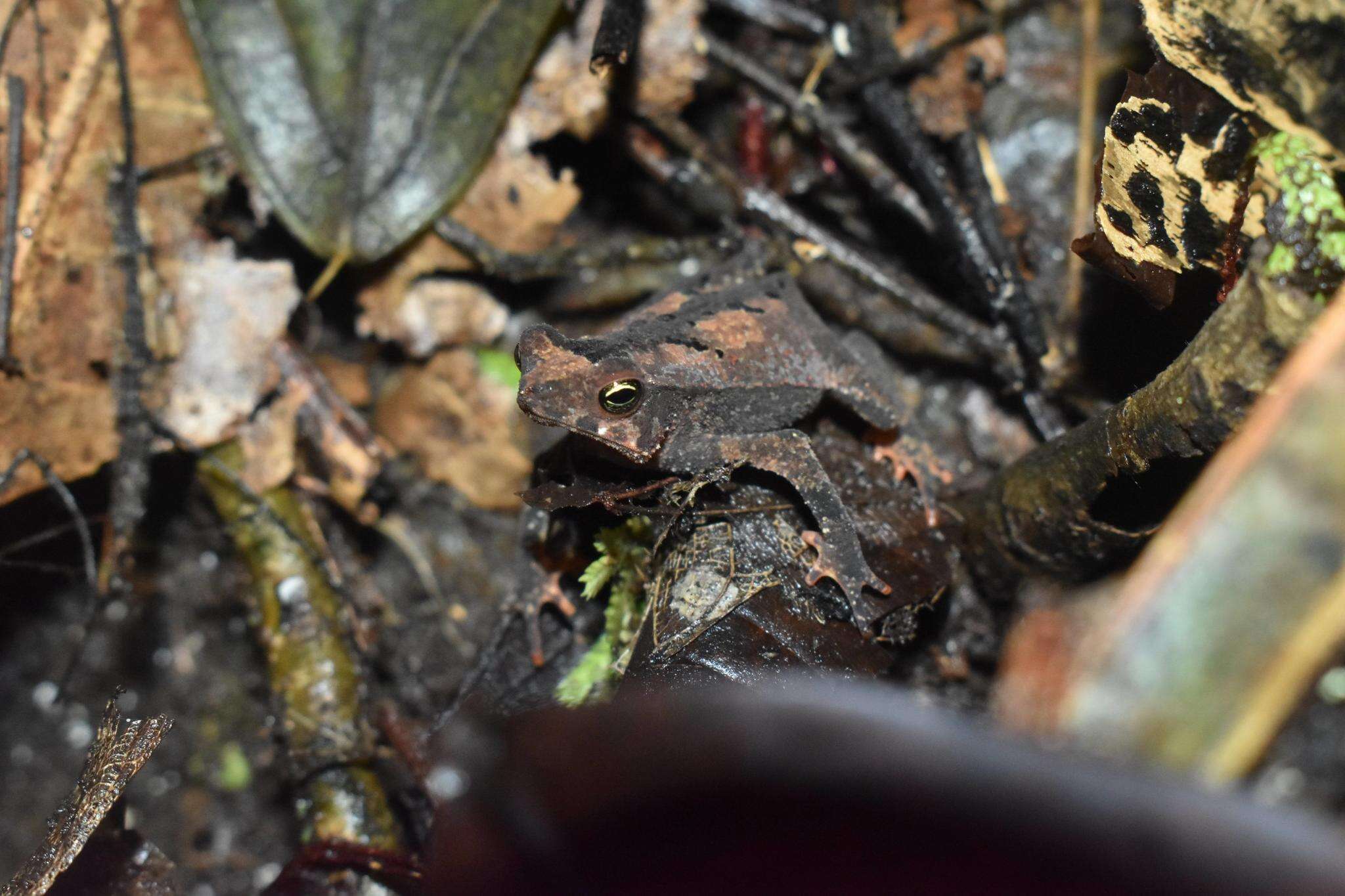 Image of Rhinella sternosignata (Günther 1858)