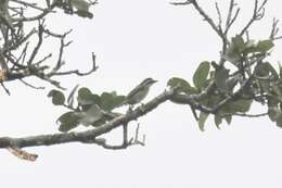 Image of Yellow-rumped Tinkerbird