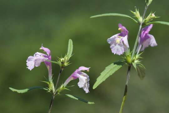 Image of Galeopsis reuteri Rchb. fil.