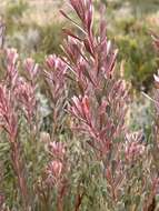 Image of Leucadendron cinereum (Sol. ex Aiton) R. Br.