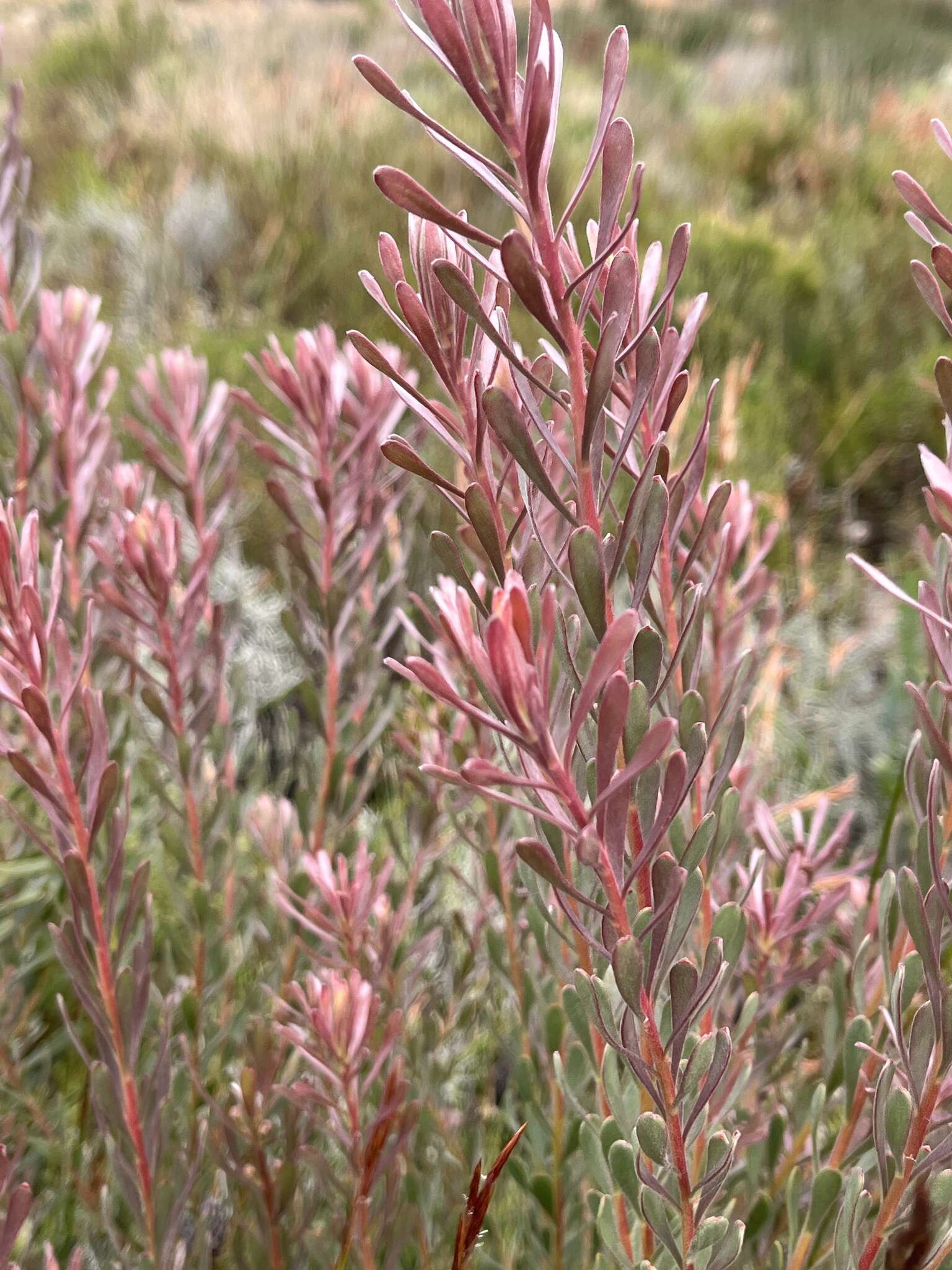 Image of Leucadendron cinereum (Sol. ex Aiton) R. Br.