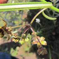 Image of Asclepias praemorsa Schltr.