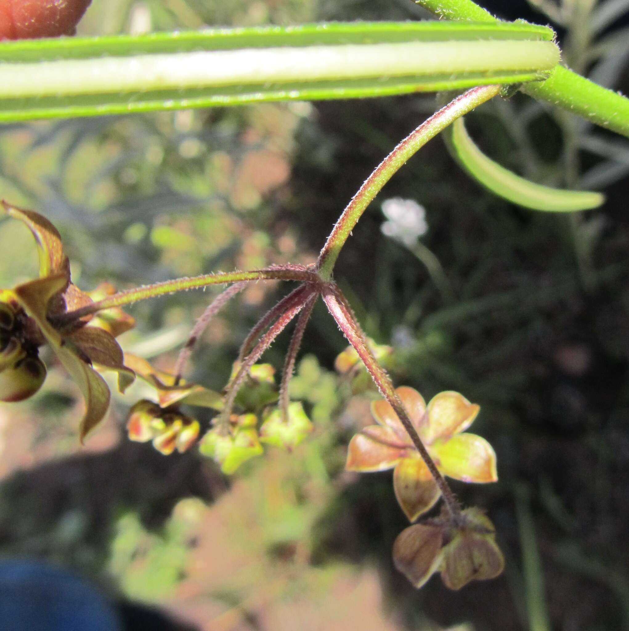 Image of Asclepias praemorsa Schltr.