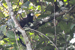 Image of Mottle-face Tamarin