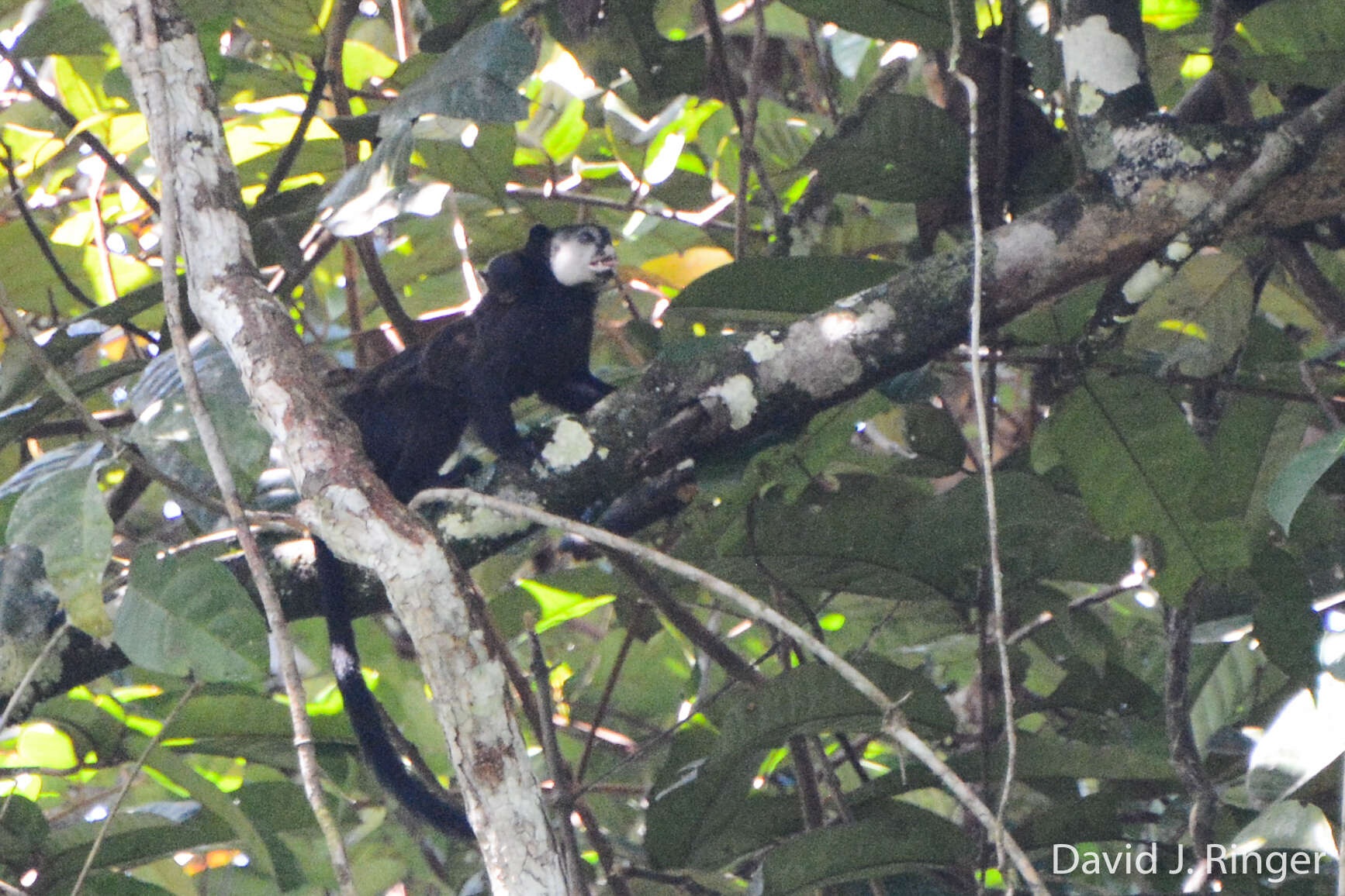 Image of Mottle-face Tamarin