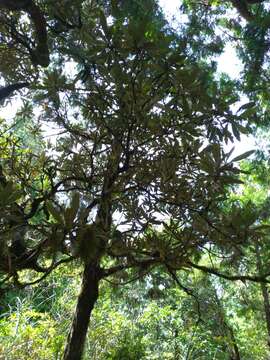 Image of Rhododendron formosanum Hemsl.