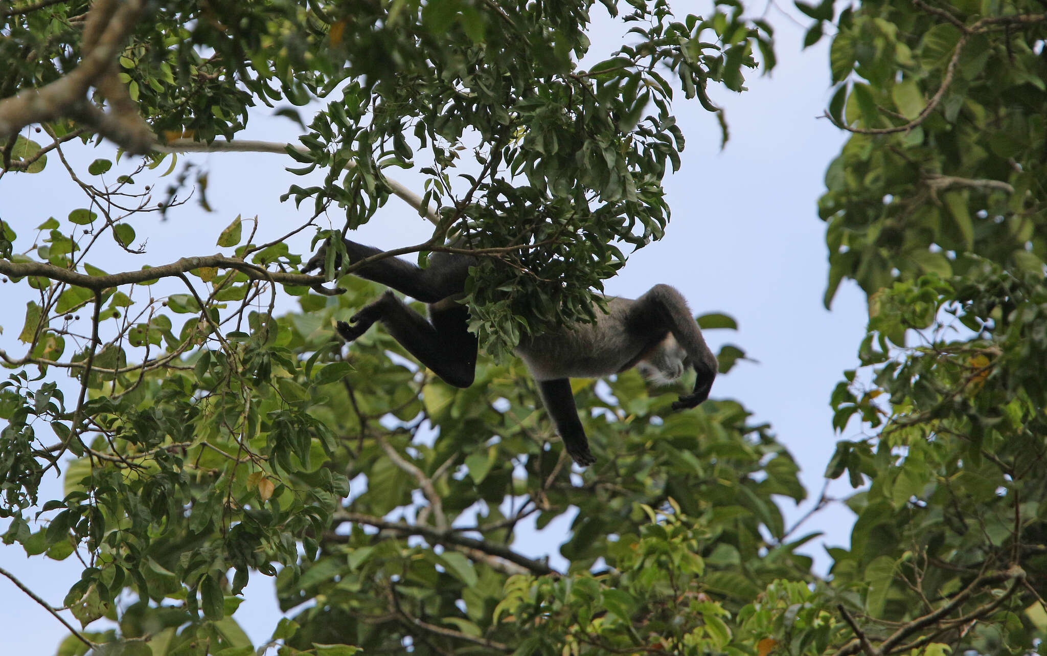 Image of Black-shanked Douc Langur