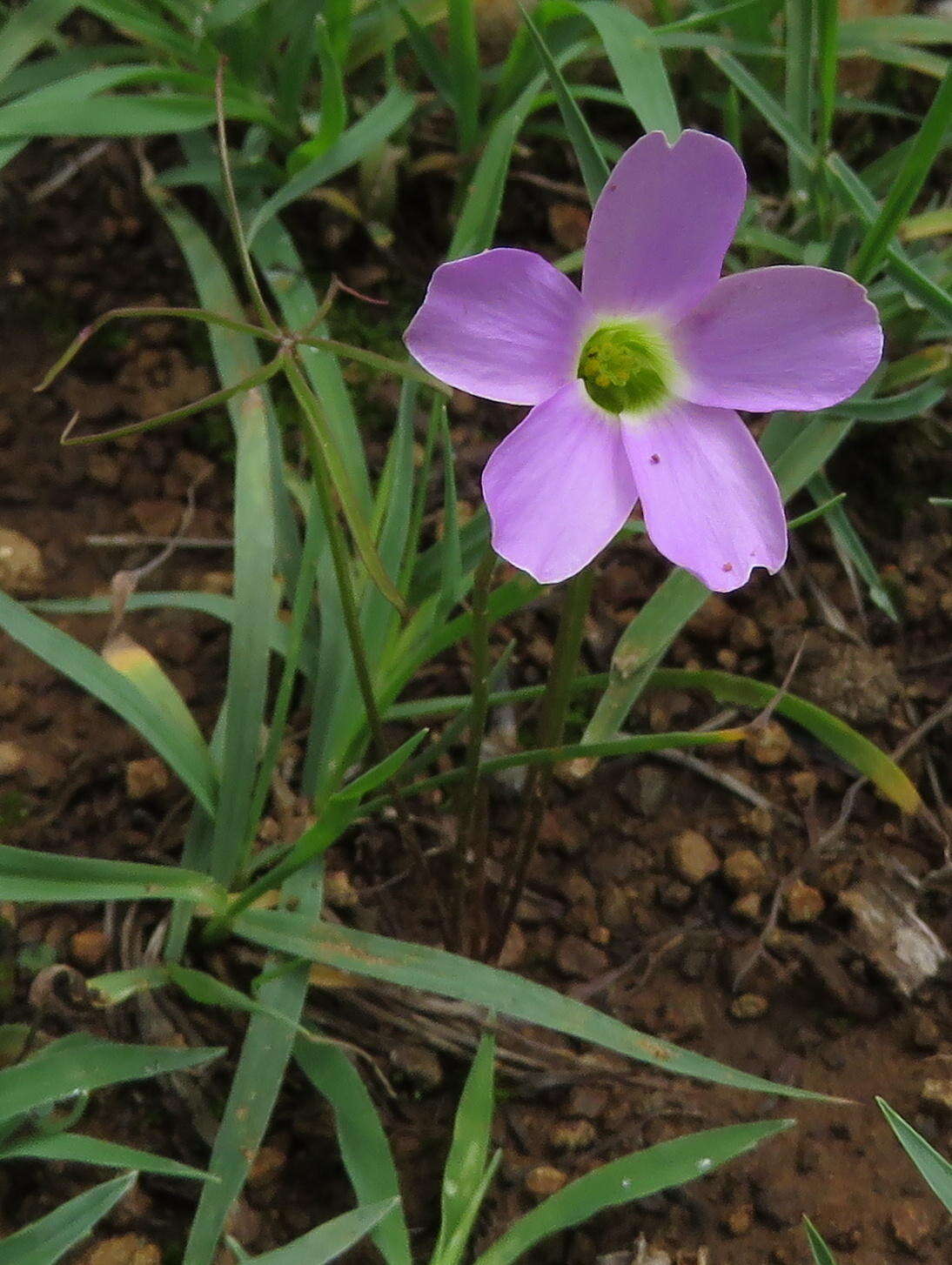 Imagem de Oxalis smithiana Eckl. & Zeyh.