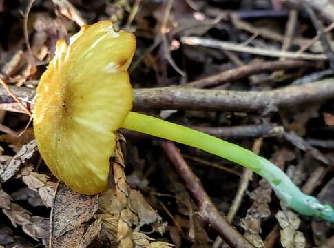 Image of Entoloma incanum (Fr.) Hesler 1967