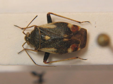 Image of <i>Polymerus palustris</i> (Reuter 1905)