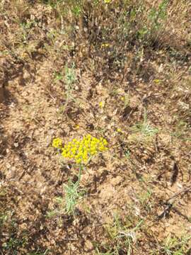 Achillea micrantha Willd. resmi